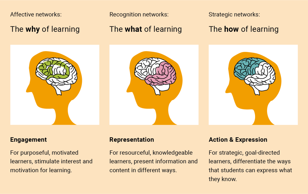 A side-by-side illustration of three profile silhouettes, each with a stylized brain in a different color. They represent the three core UDL (Universal Design for Learning) networks: Affective networks: “The why of learning.” A green-highlighted brain area labeled “Engagement,” with text: For purposeful, motivated learners; stimulate interest and motivation for learning. Recognition networks: “The what of learning.” A pink-highlighted brain area labeled “Representation,” with text: For resourceful, knowledgeable learners; present information and content in different ways. Strategic networks: “The how of learning.” A white-highlighted brain area labeled “Action & Expression,” with text: For strategic, goal-directed learners; differentiate the ways that students can express what they know.