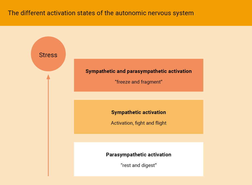 A simple flowchart under the heading “The different activation states of the autonomic nervous system.” At the top left is a circle labeled “Stress,” with an arrow pointing downward to three horizontal boxes: Sympathetic and parasympathetic activation (“freeze and fragment”) Sympathetic activation (“activation, fight and flight”) Parasympathetic activation (“rest and digest”) The diagram illustrates how stress can lead to different physiological responses, ranging from a freeze state to fight-or-flight to rest-and-digest.